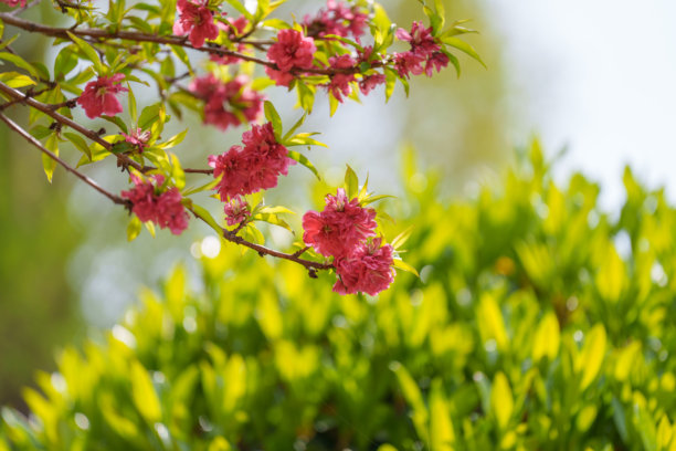 红色的三角梅花在春天盛开特写照片图片下载