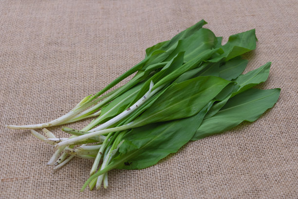 新鲜野韭菜的高质量照片，带有叶子和白色顶部，背景为麻布。图片下载