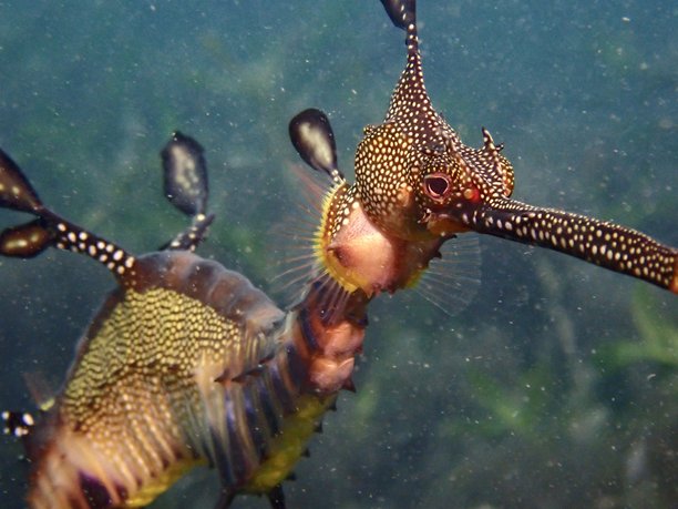 维多利亚州澳大利亚的海草龙特写正面照片图片下载
