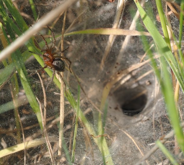 这张图片展示了一只漏斗网蜘蛛在其网的入口附近的特写，位于草地上。图片下载