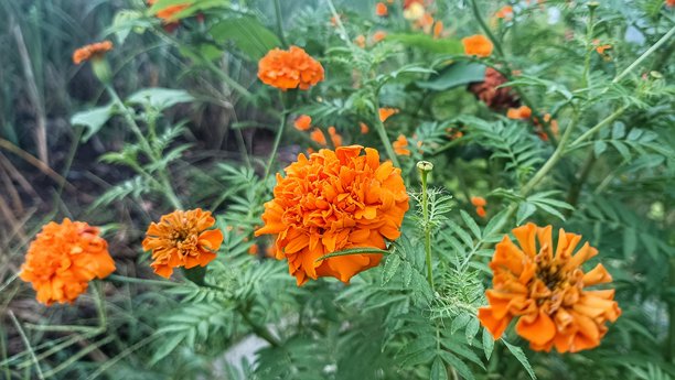 这张图片展示了在绿色叶子间盛开的鲜艳橙色万寿菊（Tagetes erecta）。它们以层叠的花瓣而闻名，喜欢阳光充足的花园，并吸引授粉者。图片下载