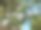苹果树盛开的枝条特写照片图片下载