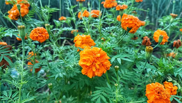 这张图片展示了在绿色叶子间盛开的鲜艳橙色万寿菊（Tagetes erecta）。它们以层叠的花瓣而闻名，喜欢阳光明媚的花园，并吸引授粉者。图片下载