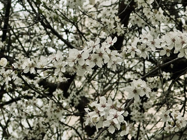 盛开的树枝特写风景照片图片下载