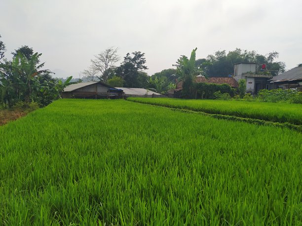 印度尼西亚的绿色稻田与天空，印度尼西亚美丽的绿色稻田，绿色草地风景。印度尼西亚的绿色稻田。库存照片图片下载