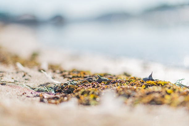 特写照片展示了色彩斑斓、散落在沙滩上的贝壳，具有多种纹理和动态形状。光线营造出一种宜人、宁静的氛围，适合旅行、旅游或环境主题。图片下载