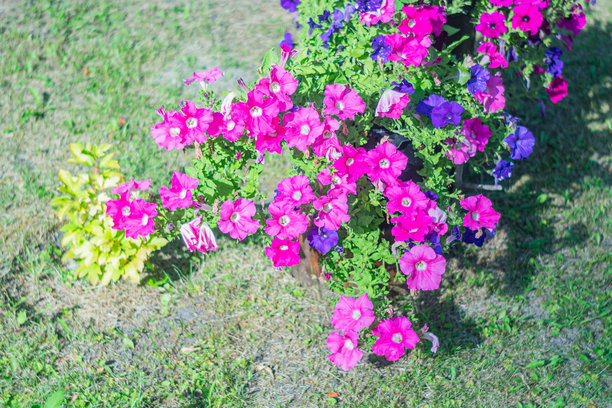 户外彩色照片，展示了以三色堇为主的粉色、紫色和黄色花卉组合，自然地排列在种植材料中。图片下载