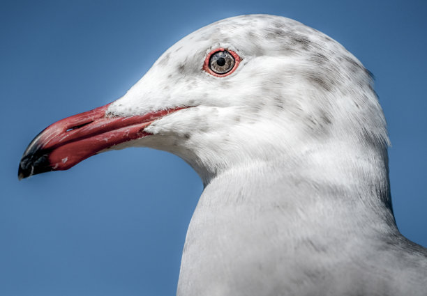 海滩上海鸥的特写侧面照片图片下载