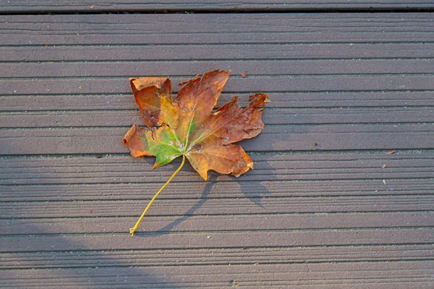 特写照片，展示一片橙色和黄色的秋叶放在木质表面上，适合用于秋季活动或产品的营销。图片下载