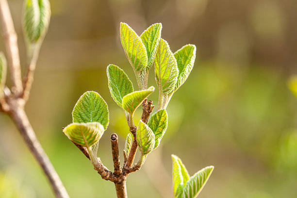 在大自然的怀抱中拍摄的特写照片，展现了一根刚刚发芽的绿色树枝，十分美丽。照片是在春天的阳光明媚、温暖的日子里拍摄的。图片下载