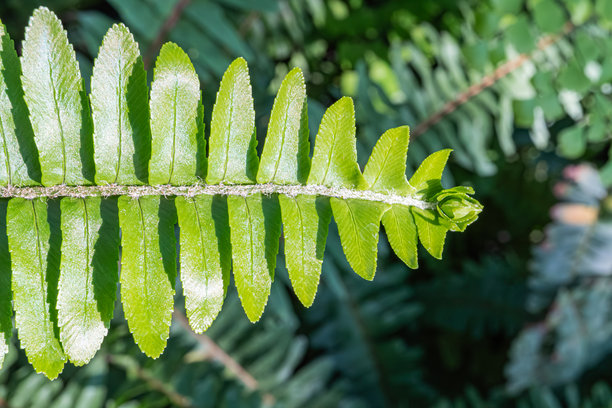 生动的绿色蕨类植物叶片特写照片，展示自然之美，适用于环保推广、植物产品、自然度假或宁静的广告材料图片下载