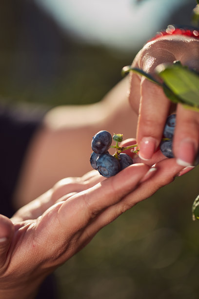农民在农场采摘新鲜蓝莓。浅景深照片。图片下载