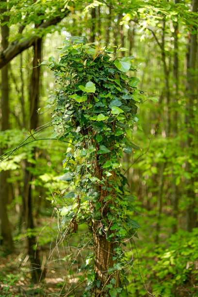 常春藤的叶子，攀爬植物的库存照片图片下载