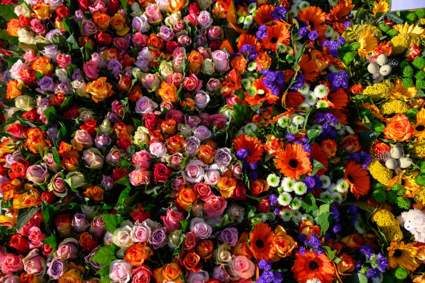 各种色彩斑斓的郁金香花的全景 - 图片拍摄于四月中旬的比利时图片下载