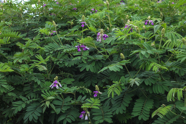 特写照片展示了带有紫色花朵的绿茶福罗西亚植物。图片下载