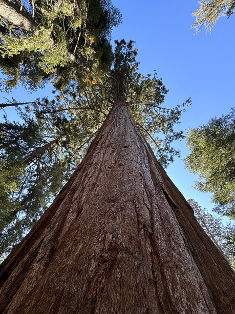 巨大的红杉树孤独地矗立在蓝色树木的背景下，底部视角，竖版照片图片下载