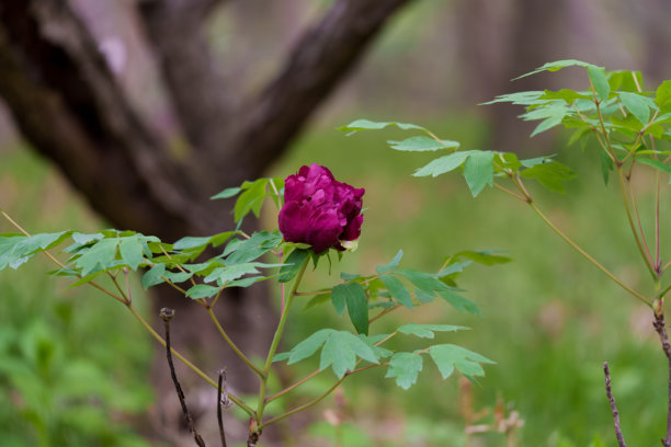 春天盛开的紫色树牡丹（Paeonia suffruticosa）花的特写照片图片下载