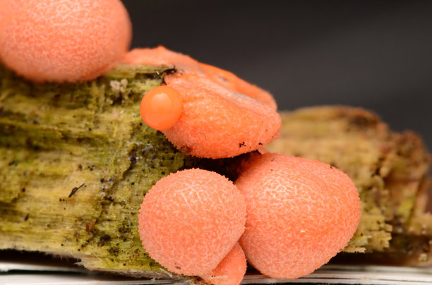 蘑菇特写照片，黏菌，狼奶，倒下的树木图片下载