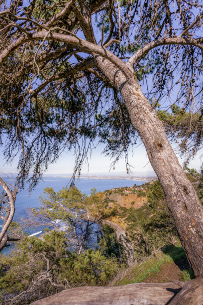 树木成行的草地肖像风格照片，背景是辽阔的海洋景色图片下载
