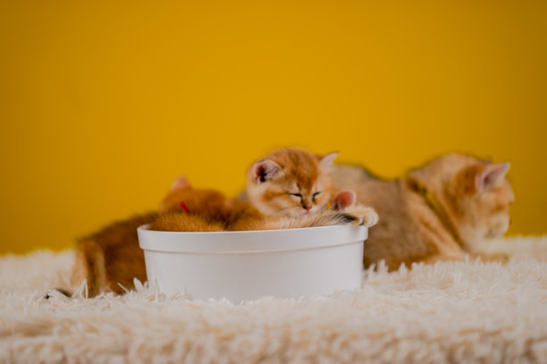 毛茸茸的橙色猫咪，可爱的宠物，可爱的动物，友好而和平的生物，摄影棚中的照片图片下载