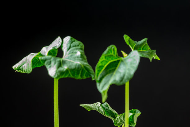 黑色背景下拍摄的从芽苗生长的红豆的俯视照片。图片下载