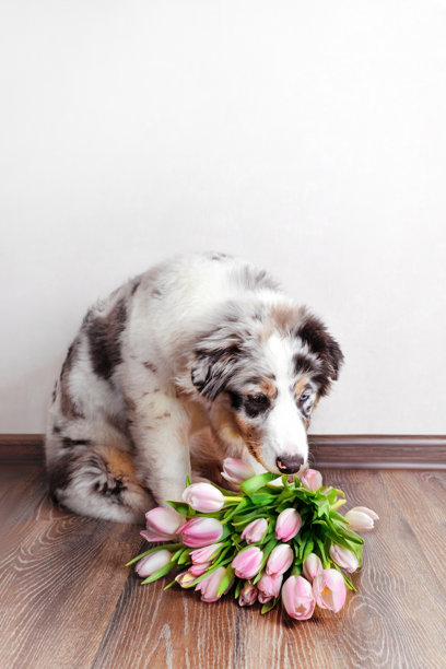 蓝色大理石色的小澳大利亚牧羊犬正在看或嗅一束粉色郁金香的竖版照片图片下载