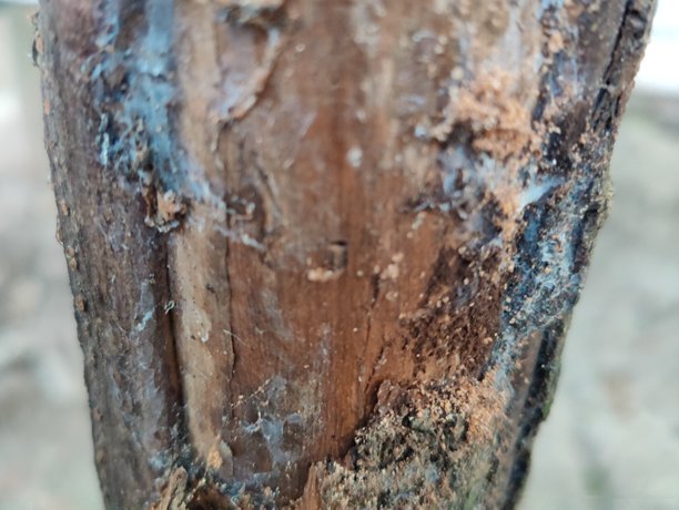 树干位于森林中。树干特写照片。树皮纹理。图片下载