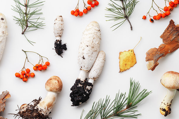 一组野生森林蘑菇的简约俯视图图案，有机自然静物照片，秋季氛围平铺，天然材料，毒蘑菇，真菌。美丽的环境，自然的秋季色调。图片下载