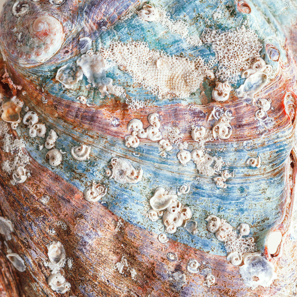 自然图案纹理海贝壳，微距照片，美丽自然抽象背景，俯视生动的土色贝壳表面，蛤蜊特写，海洋，航海，海洋生物背景图片下载