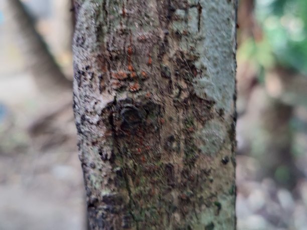 树干位于森林中。树干特写照片。树皮纹理。图片下载