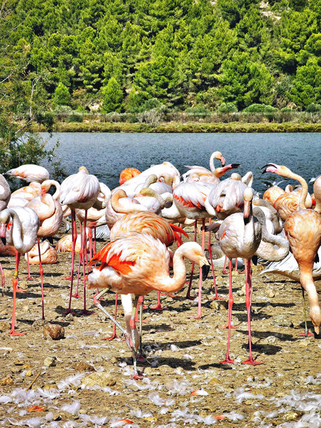 美丽的火烈鸟在静水附近。火烈鸟的墙面装饰。鸟类的背景图片。图片下载
