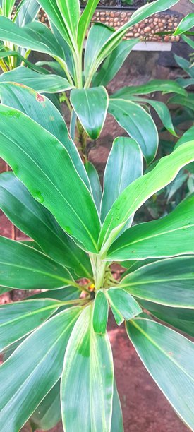 绿汉樱树或棕榈百合或红花龙血树的特写照片图片下载