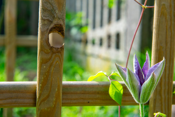 铁线莲花攀爬在花园中的木格架上。背景中可以看到绿色的叶子和模糊的围栏一角。这张照片展现了自然的细腻之美。图片下载