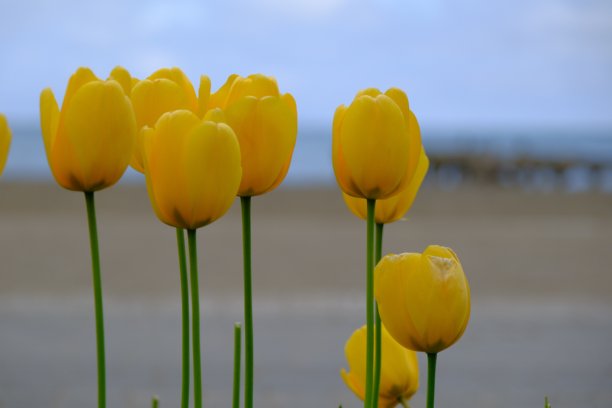 自然中的黄色郁金香照片图片下载