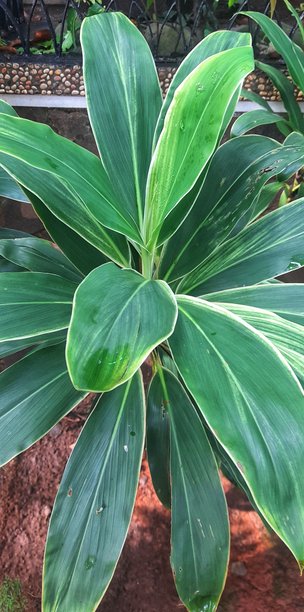 绿汉桕树或棕榈百合或香葱灌木或卷心菜棕榈或红叶树（拉丁名：Cordyline fruticosa）的特写照片图片下载