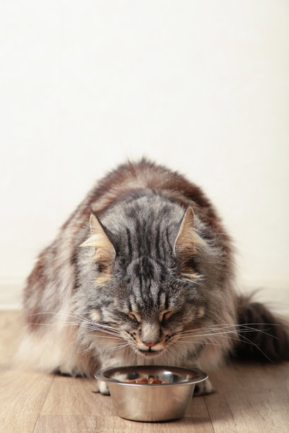 灰色猫咪在厨房瓷砖地面上吃铝制容器里的湿粮。饥饿的小猫舔着嘴巴，享受着美食。竖版照片图片下载