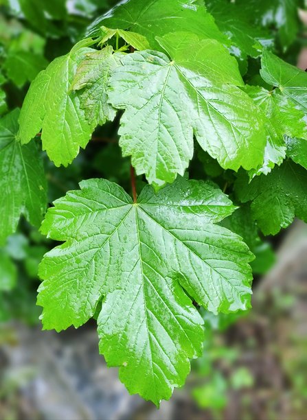 雨天自然风景图片图片下载