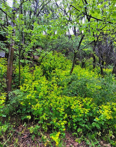 雨天自然风景图片图片下载