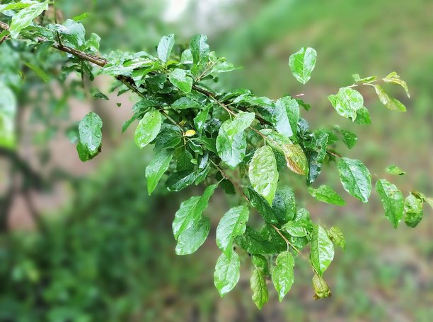 雨天自然风景图片图片下载