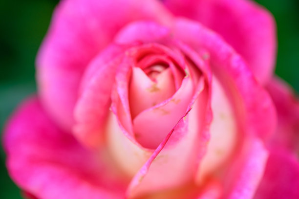 塞浦路斯阳光明媚的花园中盛开的粉色玫瑰特写宏观照片。捕捉到细腻的花瓣和地中海植物的鲜艳色彩。图片下载