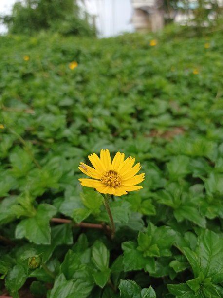 这是一张美丽的照片，明亮的黄色花朵在郁郁葱葱的绿叶中绽放！花朵看起来欢快而清新，带来一种生机勃勃的感觉。图片下载