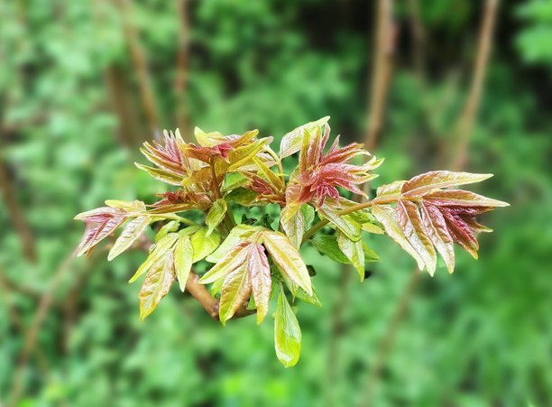 雨天自然风景图片图片下载