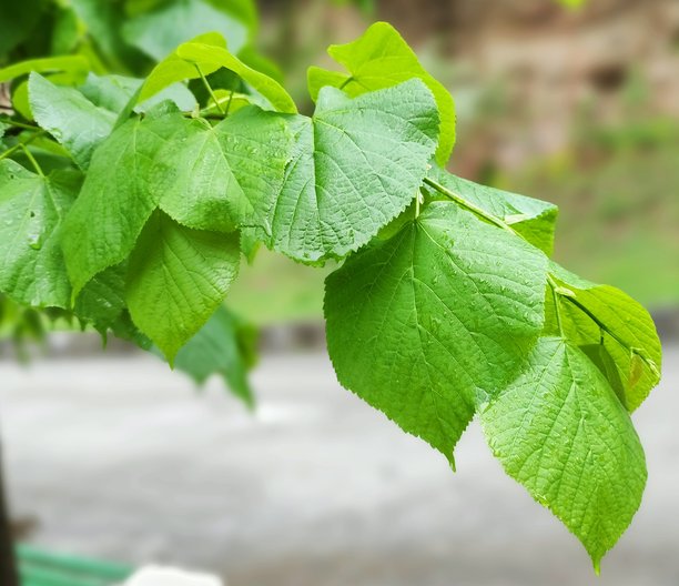 雨天自然风景图片图片下载