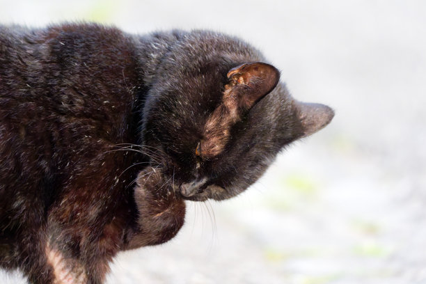 黑色成年猫在春季傍晚的瑞士苏黎世施瓦门丁区舔爪子的特写。照片拍摄于2025年4月26日，瑞士苏黎世。图片下载
