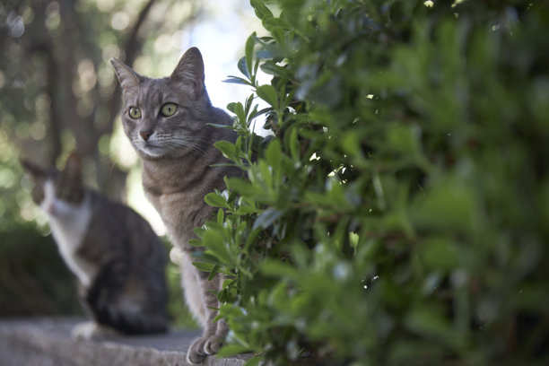 两只流浪猫在墙上，采用选择性对焦的照片系列图片下载