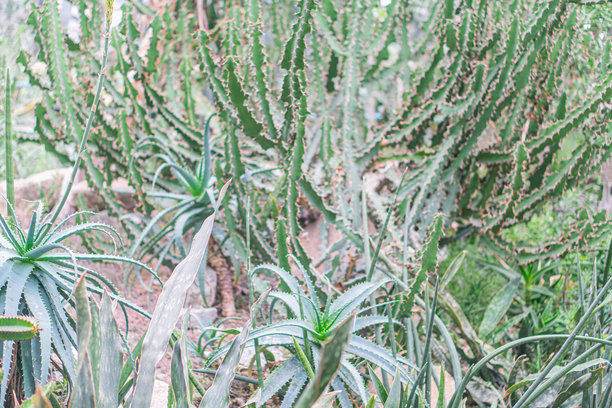 一幅全景照片，展示了一个维护良好的花园，里面种植着多肉植物，背景是石墙和金属结构。环境中点缀着小石子，照片呈现出自然的氛围。图片下载
