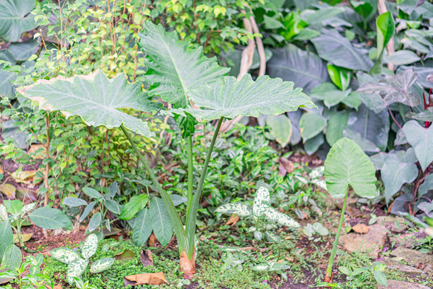 这张图片展示了植物从发芽到成熟的生长过程，通过三张不同的照片表现：一张是幼苗破土而出，另一张是更发达的植物，最后一张是长势良好的成熟植物。图片下载