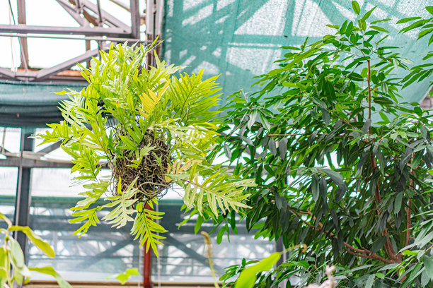 这张图片展示了两张照片的合成，每张照片都描绘了室内植物的环境。左侧是一个郁郁葱葱的温室或苗圃，里面有热带植物。右侧则展示了高大的植物在一个控制环境中。图片下载