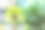 这张图片展示了两张照片的合成，每张照片都描绘了室内植物的环境。左侧是一个郁郁葱葱的温室或苗圃，里面有热带植物。右侧则展示了高大的植物在一个控制环境中。图片下载