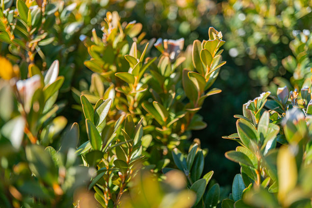 在过滤阳光下郁郁葱葱、健康的叶子特写照片，传达出清新和活力，适合自然、环境保护、健康和成长的主题。图片下载